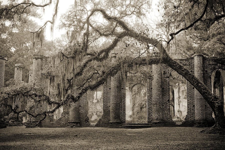 Tree Photograph - Old Sheldon Church Ruins #5 by Dustin K Ryan