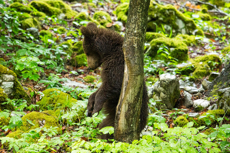 One year old Brown Bear in Slovenia #5 Photograph by Ian Middleton