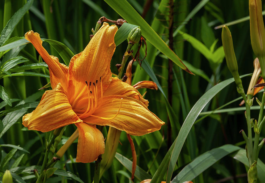 Orange Lily #5 Photograph by Robert Ullmann