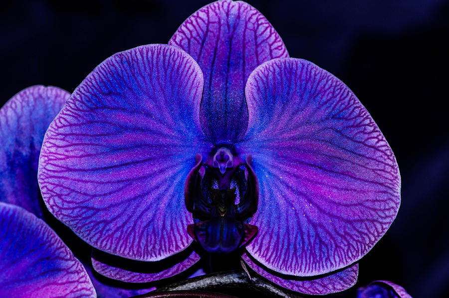 Orchid #11 Photograph by Gerald Kloss