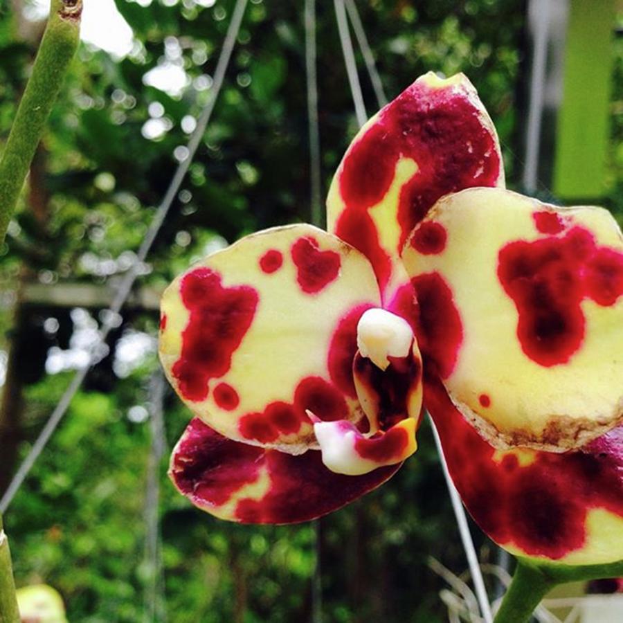 Orchids Photograph - #orchids #5 by Susan Nash