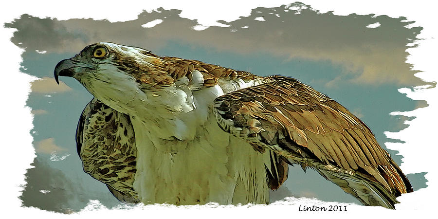 Osprey #5 Digital Art by Larry Linton