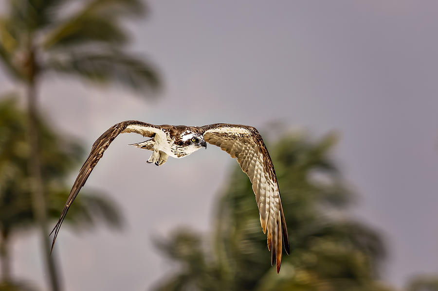 Osprey #5 Photograph by Peter Lakomy