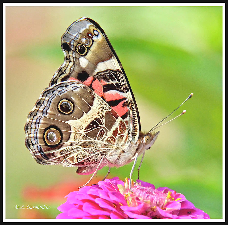 Painted Lady Butterfly on Zinnia Flower #5 Photograph by A Macarthur Gurmankin