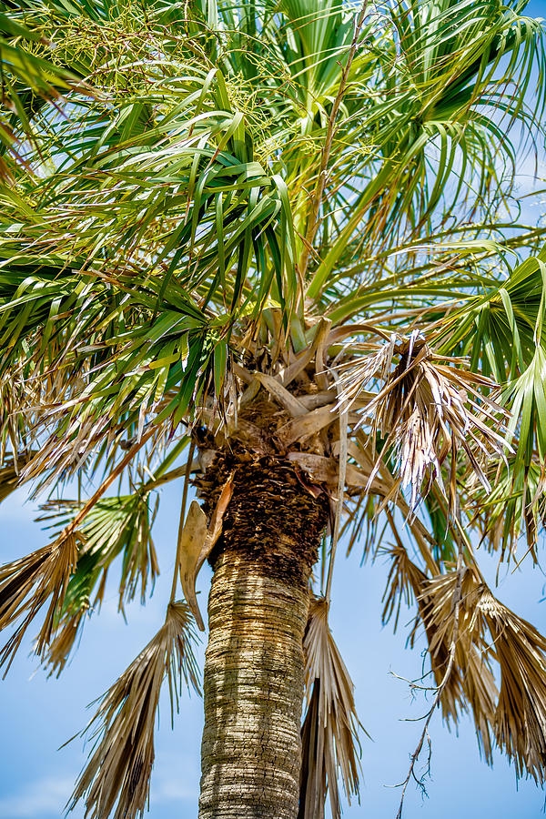 Palmetto Palm Trees In Sub Tropical Climate Of Usa Photograph by Alex ...