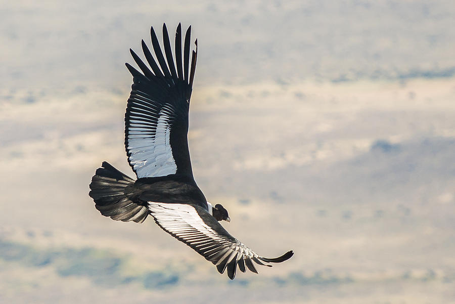 Patagonia Condor #7 Photograph by Walt Sterneman