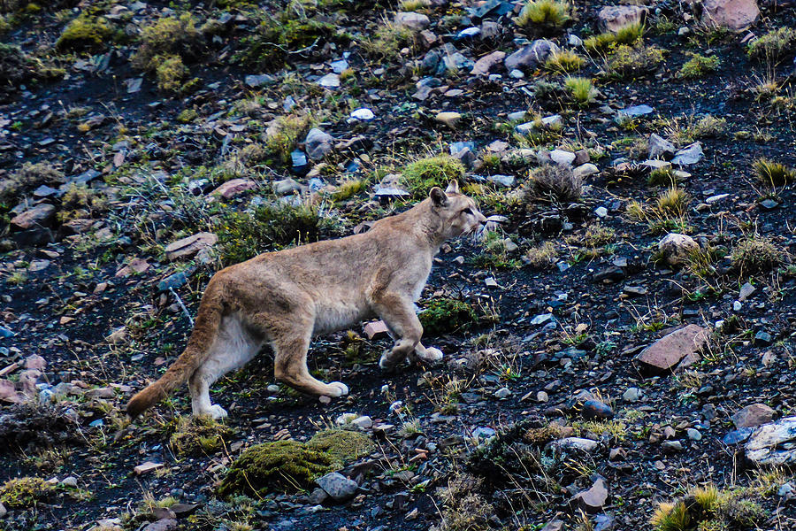 Patagonia Puma #5 Photograph by Walt Sterneman