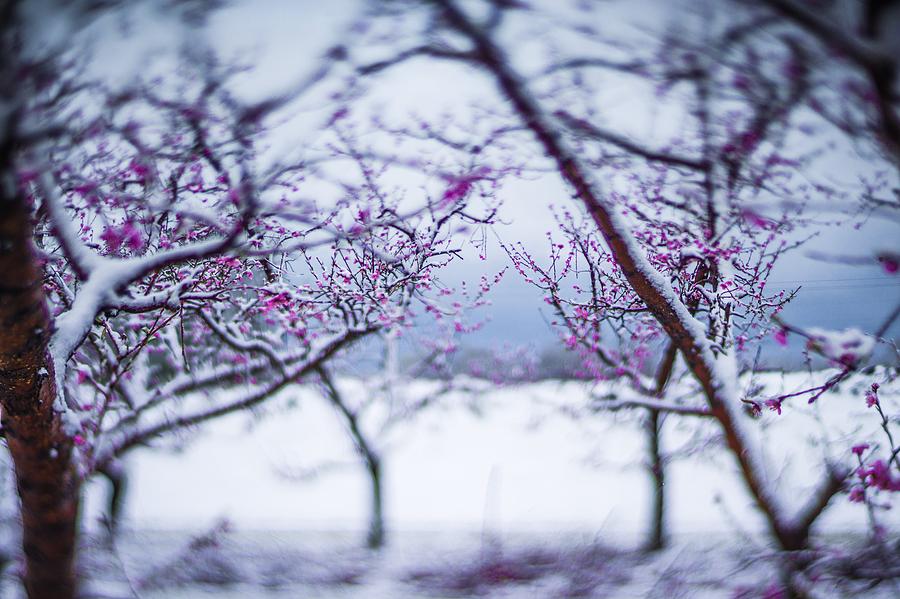 Peach Tree Blossom On A Farm In Spring Snow #5 Photograph by Alex Grichenko