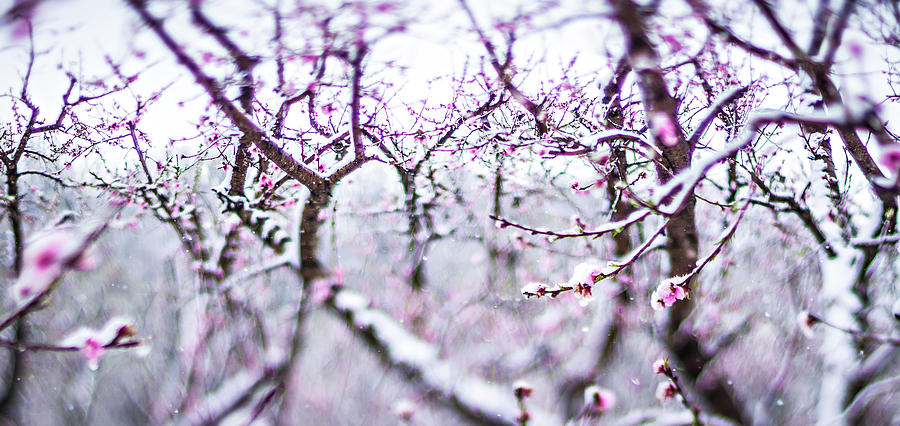 Peach Tree Farm During Spring Snow With Blossoms #5 Photograph by Alex Grichenko