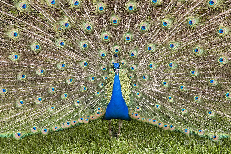 Peacock #5 Photograph by Jill Lang