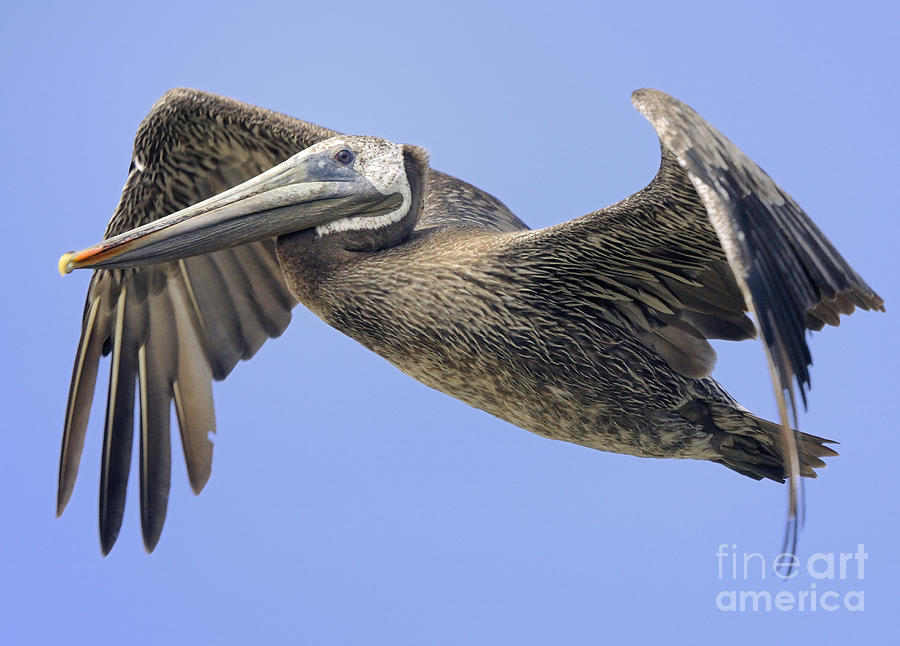 Pelican #5 Photograph by Marc Bittan