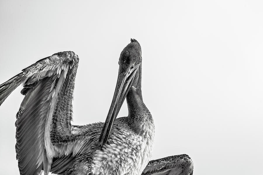 Pelican #5 Photograph by Peter Lakomy