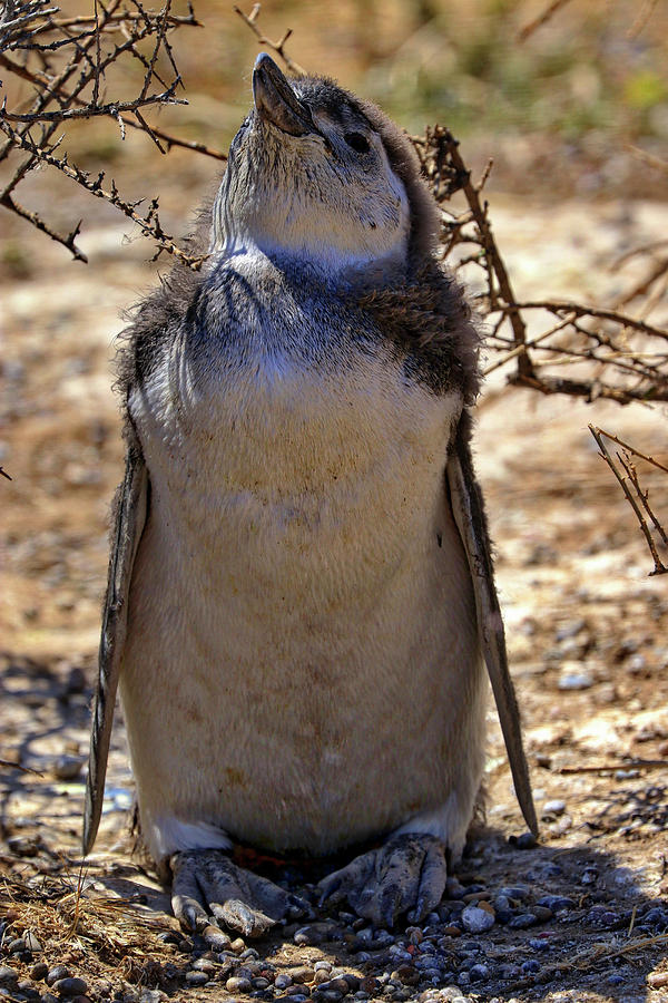 Penguins Tombo Reserve Puerto Madryn Argentina #5 Photograph by Paul James Bannerman