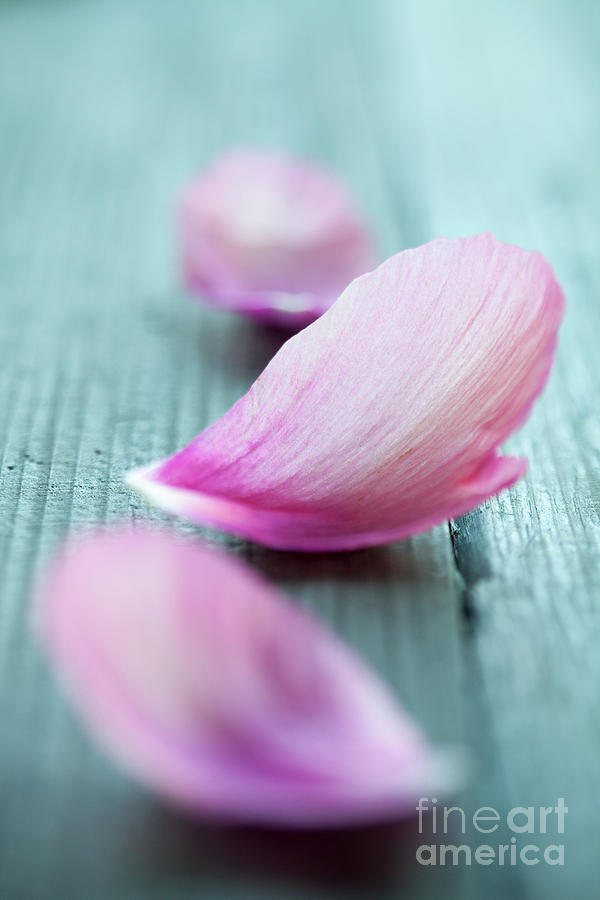 Peony petals #5 Photograph by Kati Finell