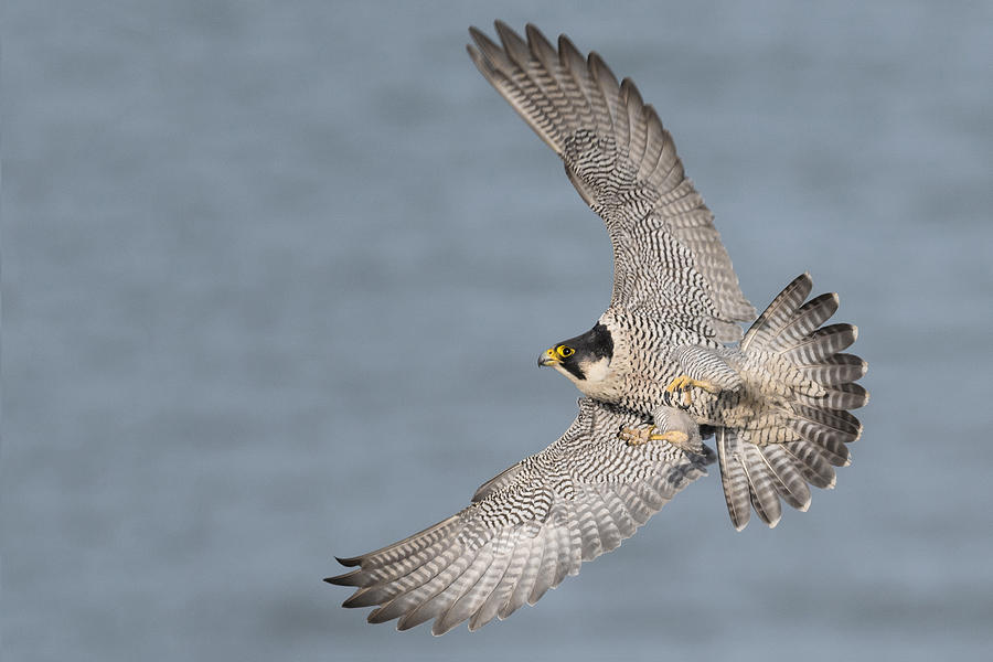 Falcon Photograph - Peregrine Falcon #5 by Ian Hufton