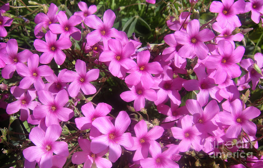 pink flowers with five petals