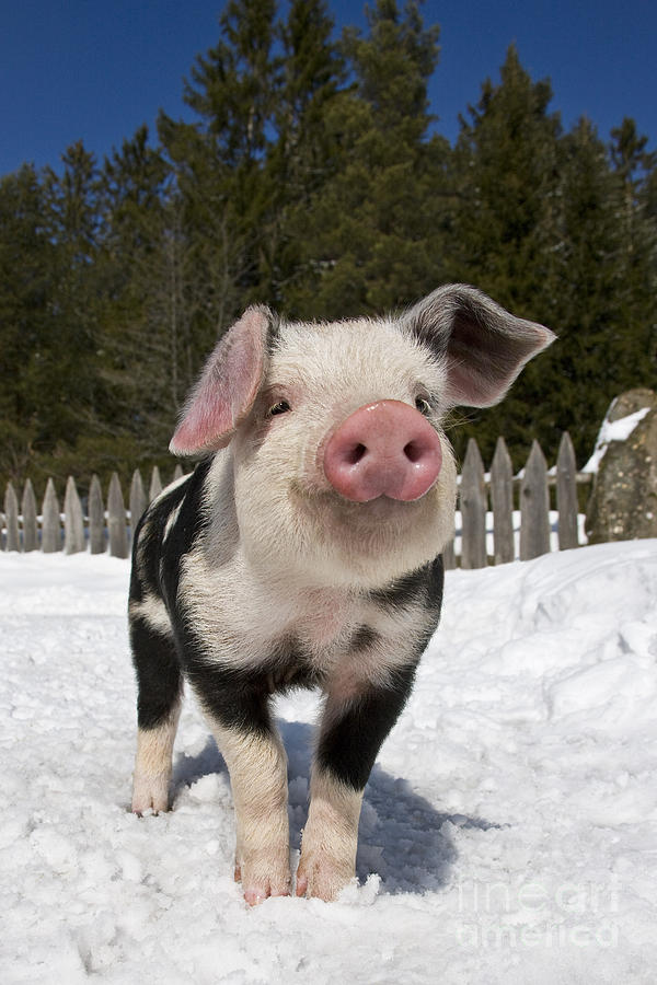 Piglet In The Snow #5 Photograph by Jean-Louis Klein & Marie-Luce Hubert