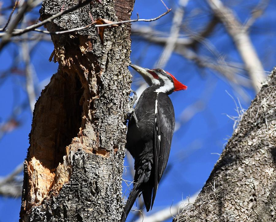 Pileated Woodpecker #5 Photograph by David Campione