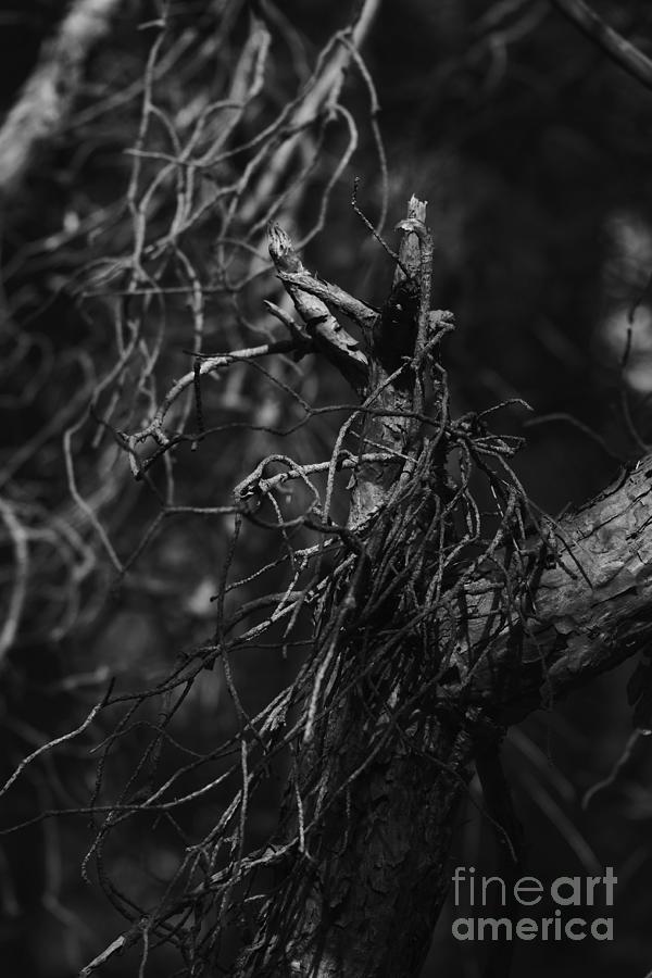 Pine Twigs #6 Photograph by Dariusz Gudowicz
