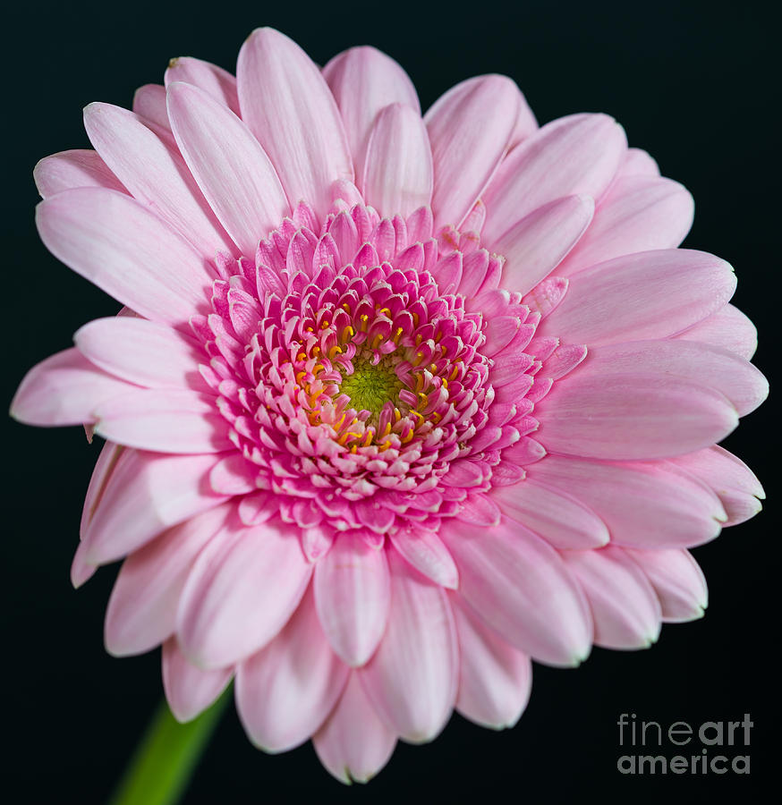 Pink Gerbera #5 Photograph by Colin Rayner