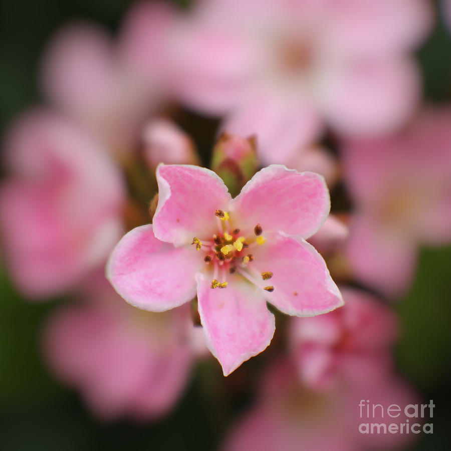 5 Pink Petals Photograph by Ella Kaye Dickey