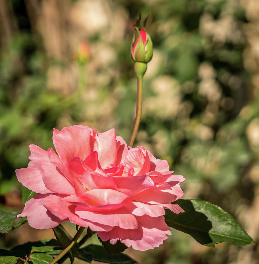 Pink rose #5 Photograph by Jane Luxton