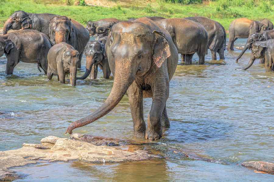 Elephant Photograph - Pinnawala - Sri Lanka #5 by Joana Kruse