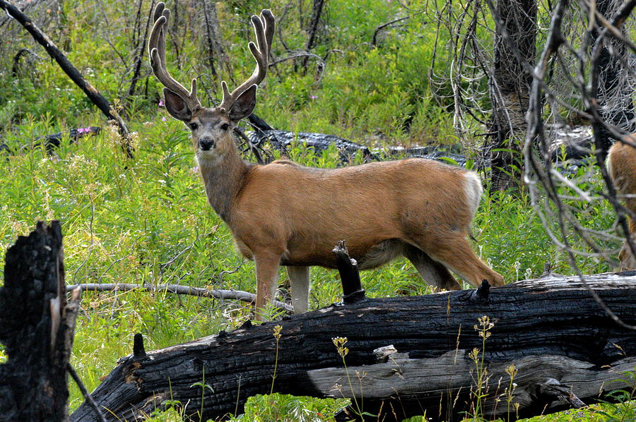 5 point Buck Photograph by Gaye Colvin - Fine Art America