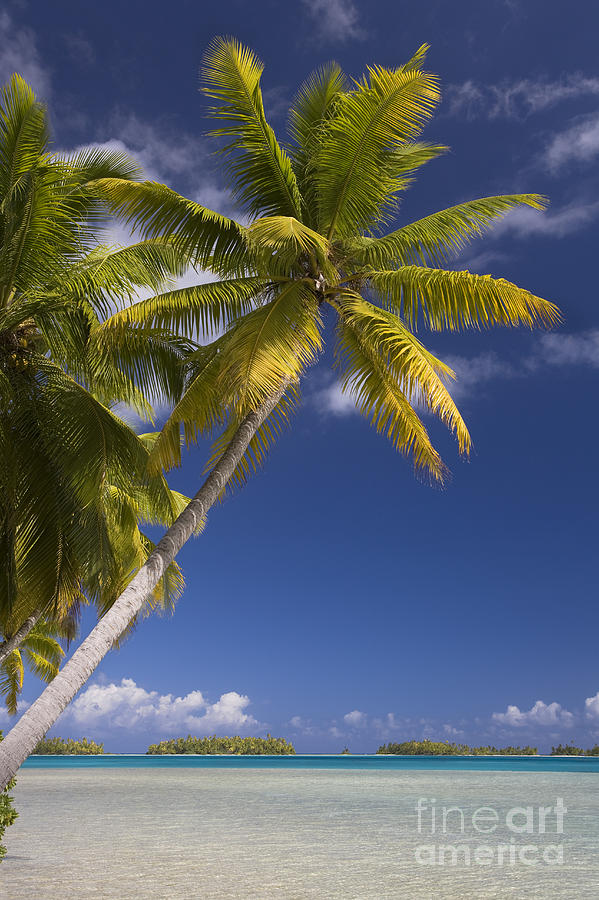 Polynesian Beach With Palms #5 Photograph by Jean-Louis Klein & Marie-Luce Hubert