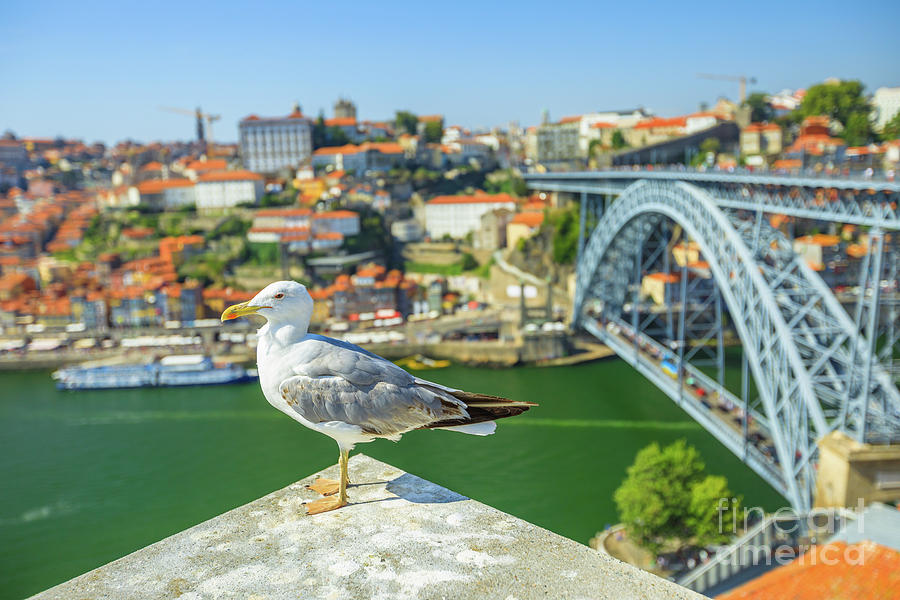 Porto skyline seagull #5 Photograph by Benny Marty