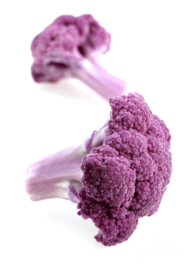Purple Cauliflower #5 Photograph by Gerard Lacz