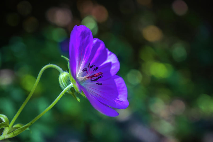 Purple Flower #5 Photograph by Lilia S