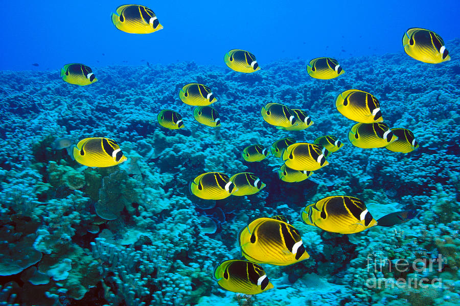 Raccoon Butterflyfish #5 Photograph by Dave Fleetham - Printscapes