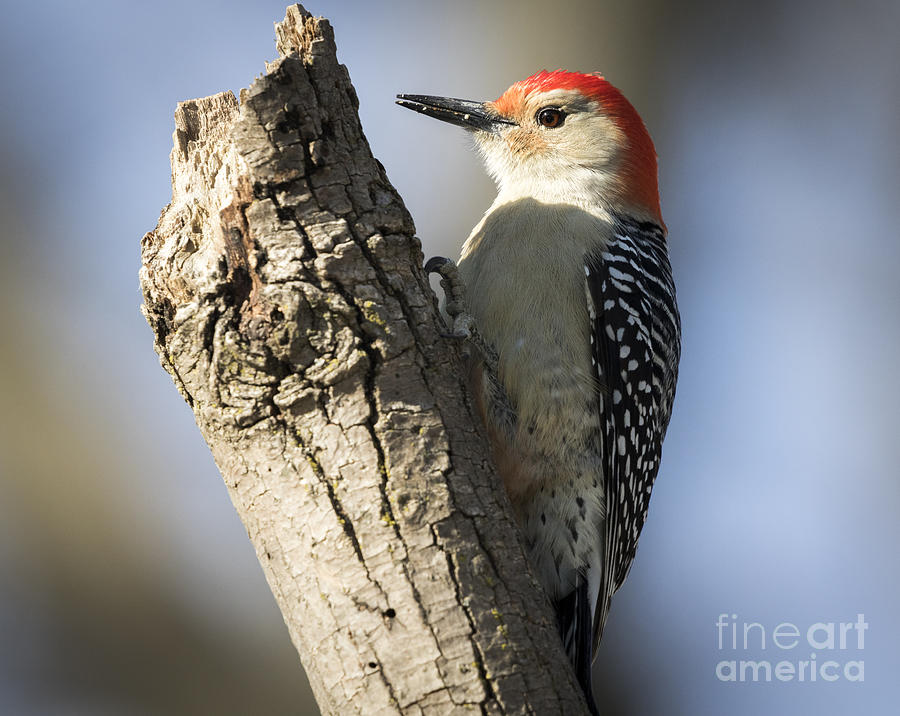 Bird Photograph - Red-Bellied Woodpecker #6 by Ricky L Jones