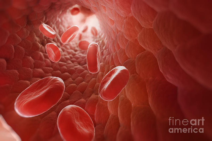 Red Blood Cells In Bloodstream #5 Photograph by Science Picture Co