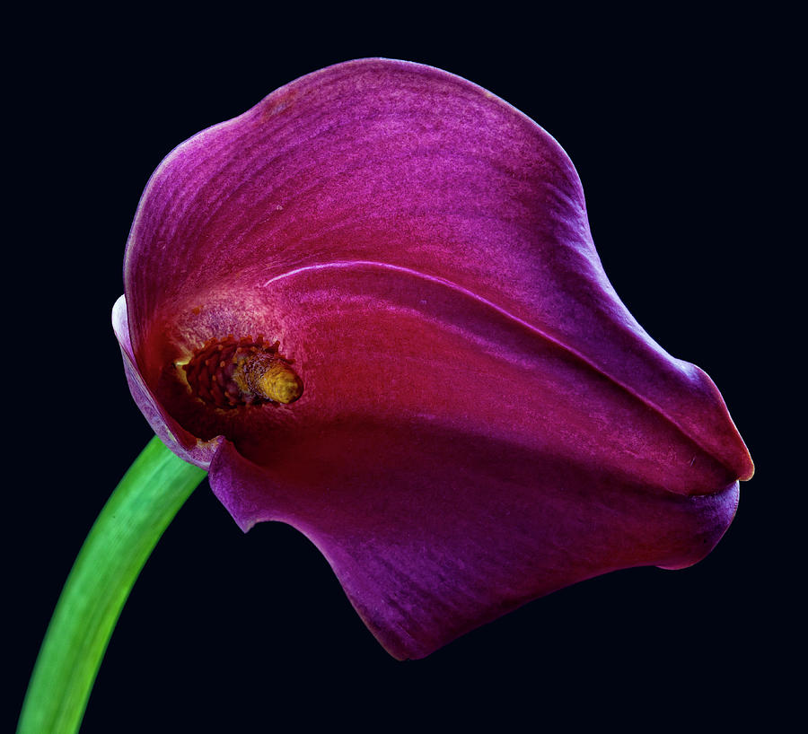 Red Calla Lily #5 Photograph by Robert Ullmann