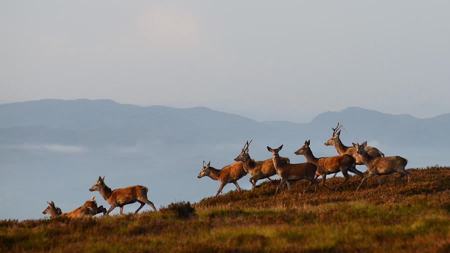 Red Deer in the Highlands  #5 Photograph by Gavin MacRae