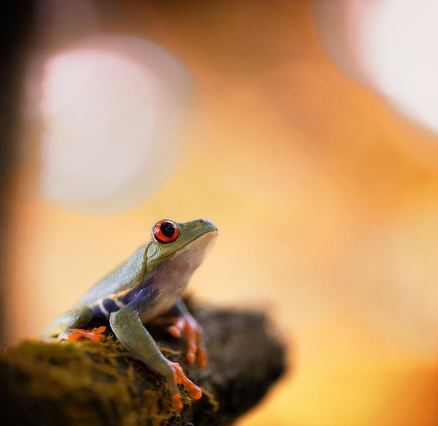 red eyed tree frog Costa Rica #5 Photograph by Dirk Ercken