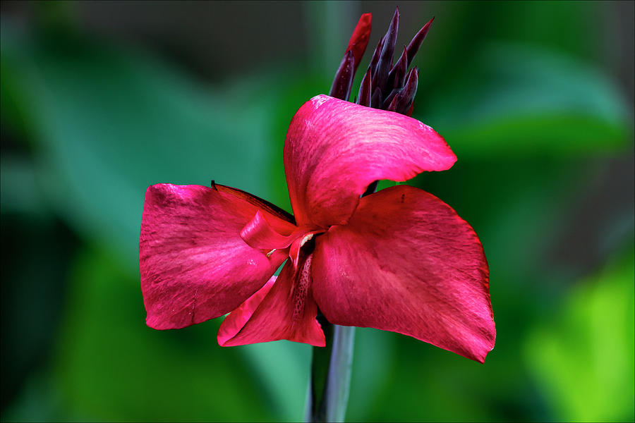 Red Flower #5 Photograph by Robert Ullmann