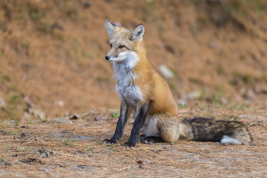 Red Fox #5 Photograph by Josef Pittner