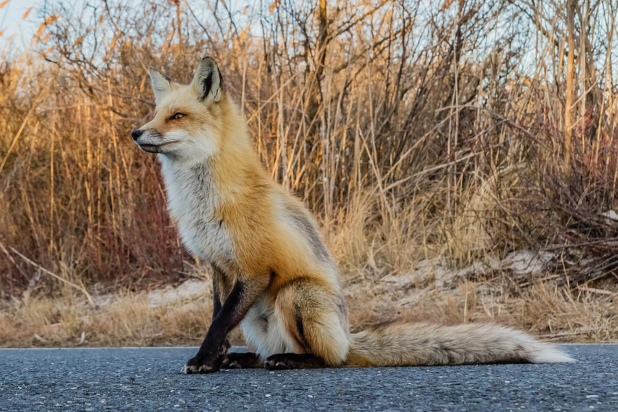 Red fox #5 Photograph by SAURAVphoto Online Store