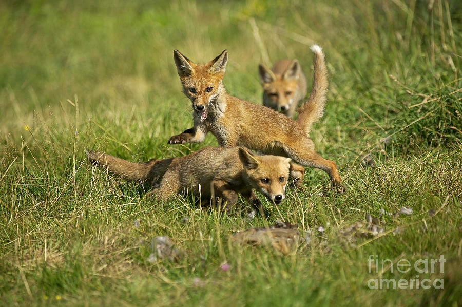 Red Fox Vulpes Vulpes #5 Photograph by Gerard Lacz