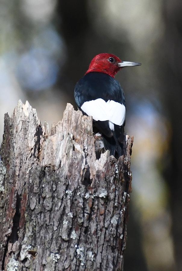 Red-headed Woodpecker #5 Photograph by David Campione