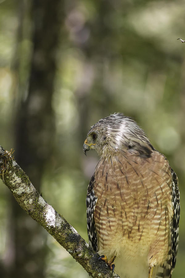 Red-Shouldered Hawk #5 Photograph by Peter Lakomy