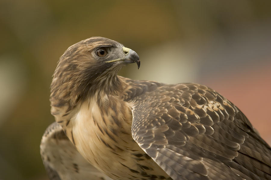 Red Tailed Hawk Photograph by Jack Foley - Fine Art America