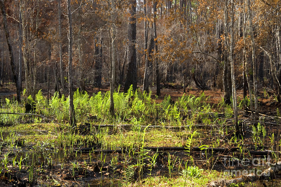 Grass Photograph - Regrowth After A Controlled Burn #5 by Inga Spence