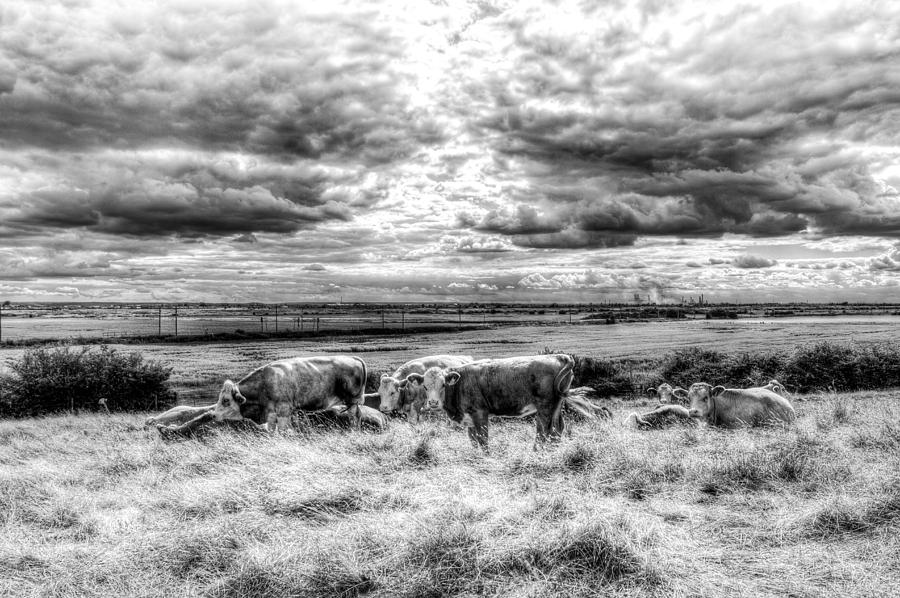 Resting Cows #5 Photograph by David Pyatt