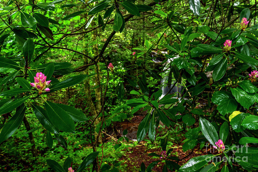Rhododendron and Waterfall #5 Photograph by Thomas R Fletcher
