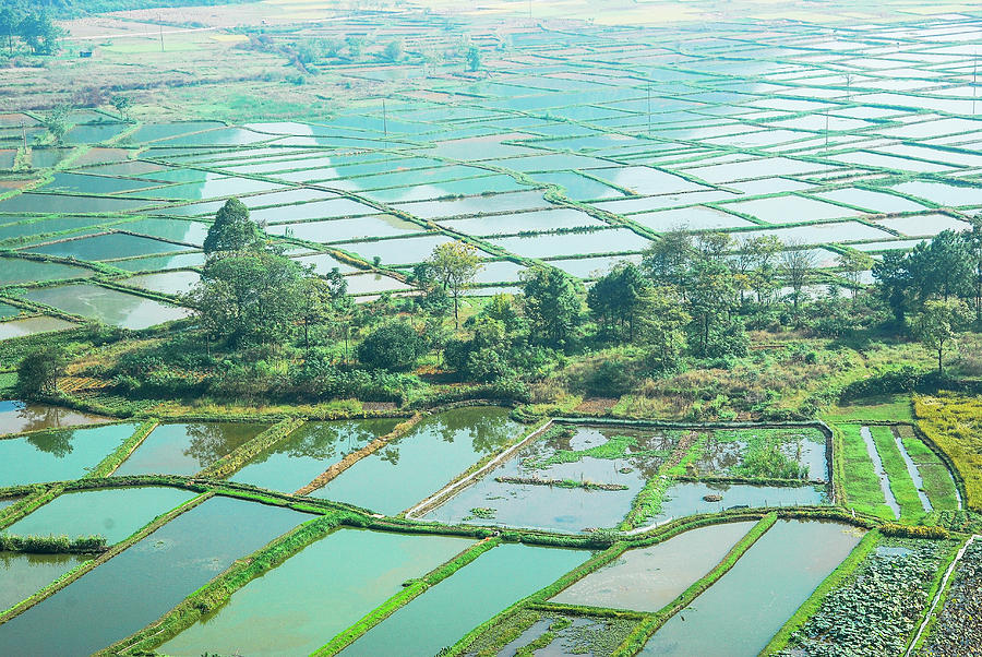 Rice fields scenery #5 Photograph by Carl Ning
