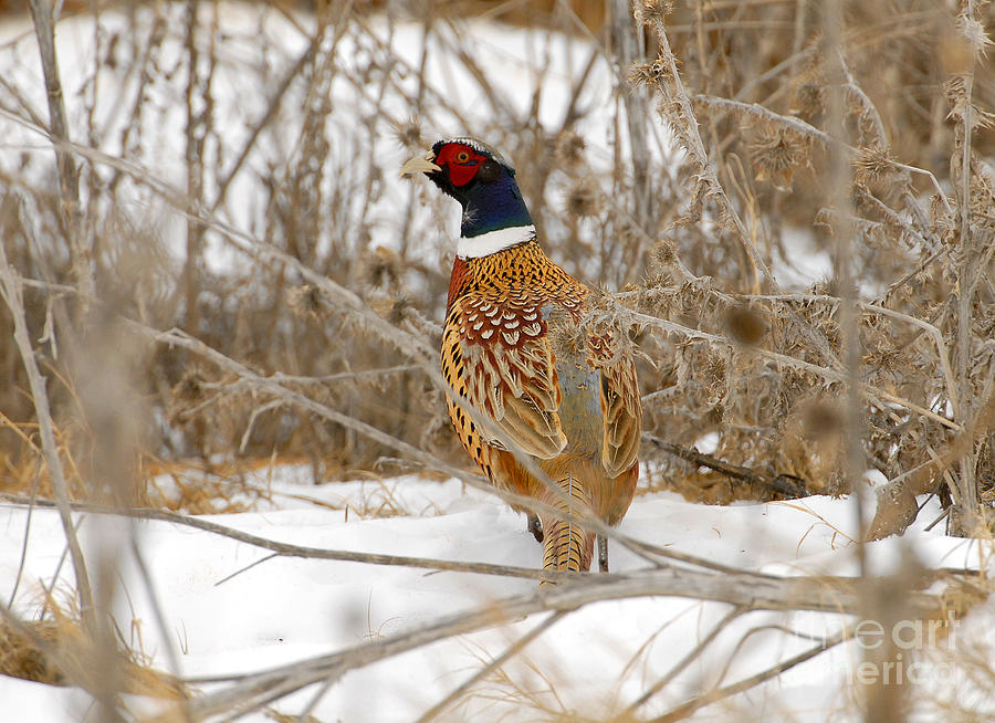 Ring Necked Pheasant #5 Photograph by Dennis Hammer